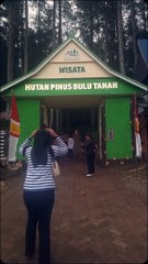 pohon pinus bulu tanah kab.bonE