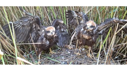 For the first time, Marsh Harrier chicks have successfully fledged the nest at RSPB Scotland’s Mersehead reserve