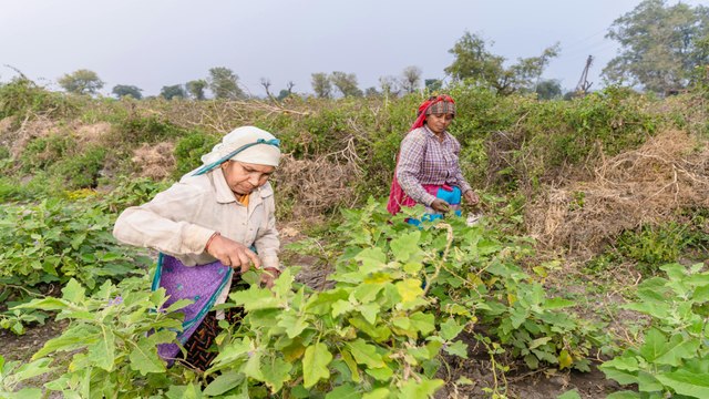 Una Revolución Verde en Vichada Cultivos de Marañón y Agricultura Sostenible