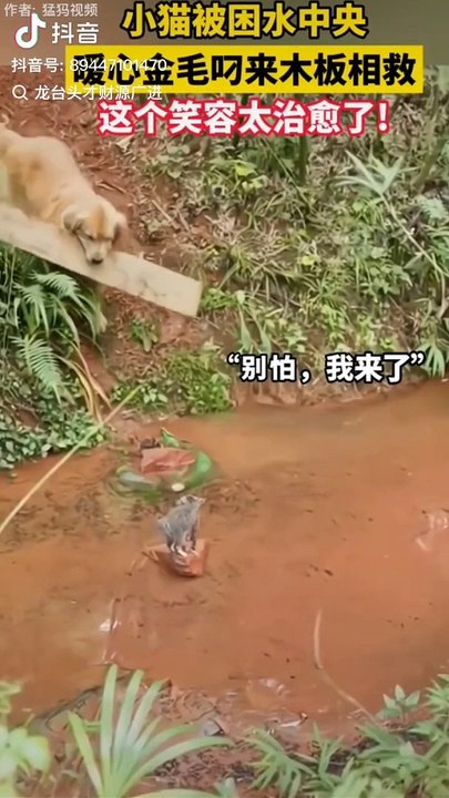 Funny video