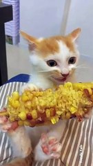 Cat Love Yummy Corn