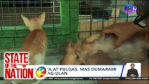 Tip Talk: Garapata at pulgas, mas dumarami kapag tag-ulan | SONA