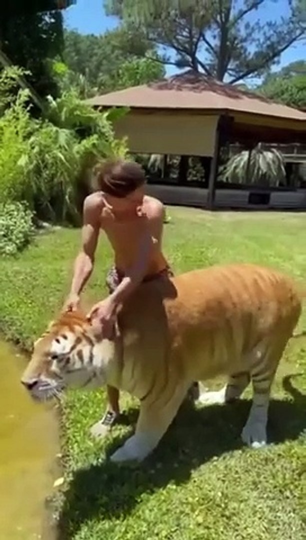 Funny pets