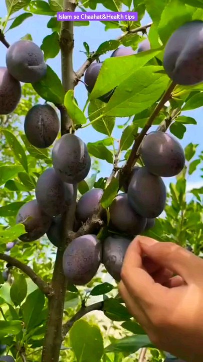 naat, viral video, viral shorts, shorts, status, naat status, naat shorts, Islamic status, Islamic shorts, viral Islamic naat, viral reels, Arman Ullah naats