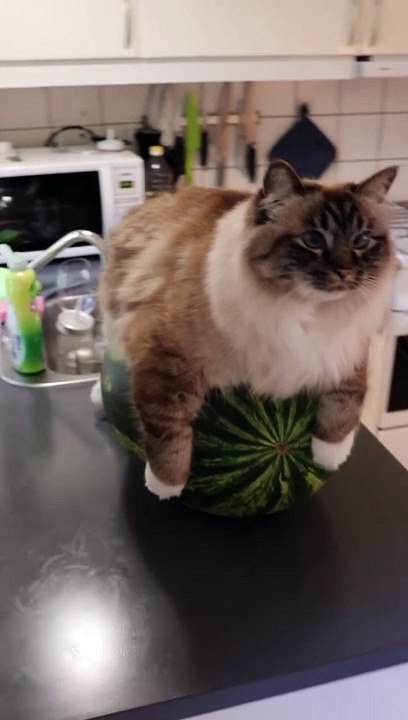 Watermelon Cat