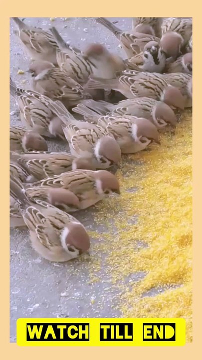 Nice eating cute birds