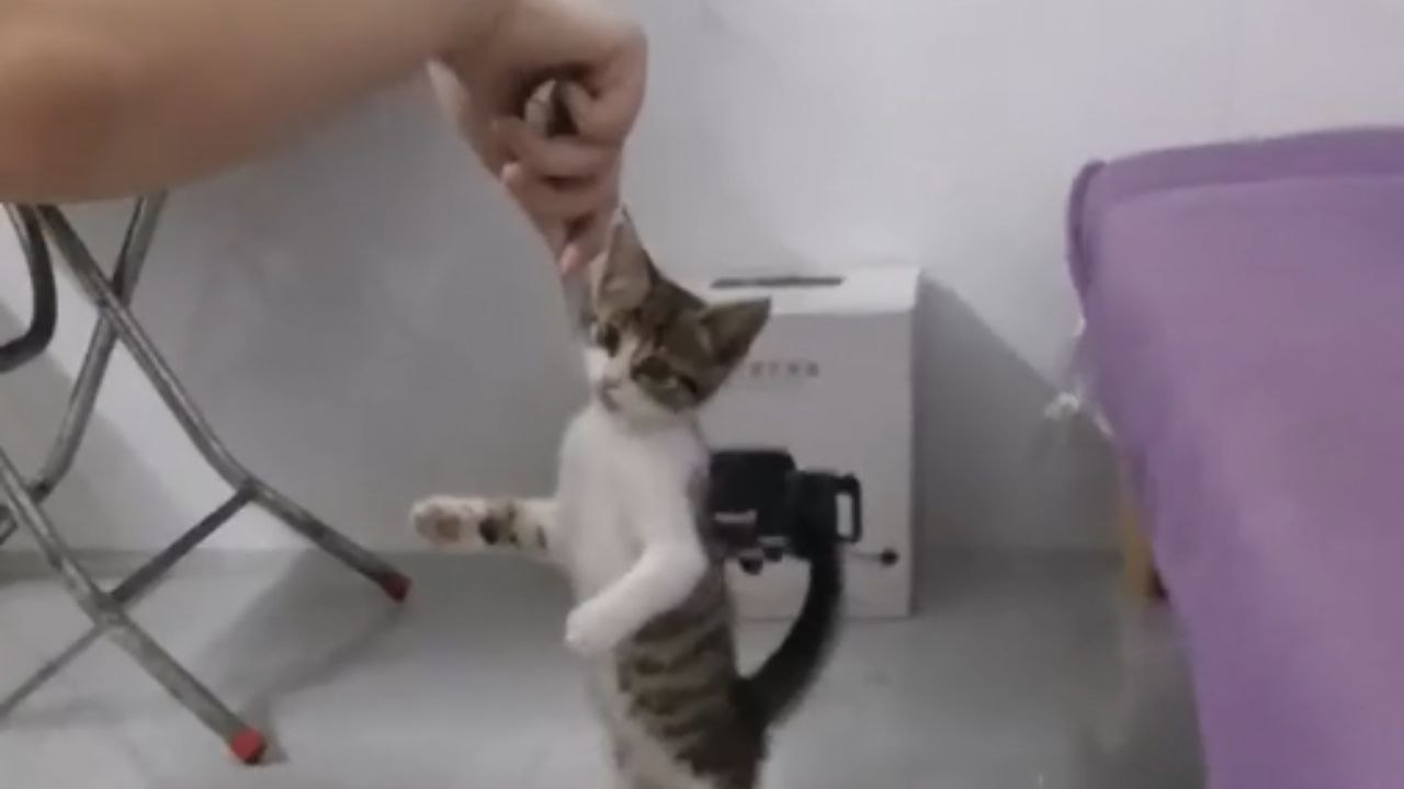 Adorable cat balances on its hind legs and indulges in treats with pure delight
