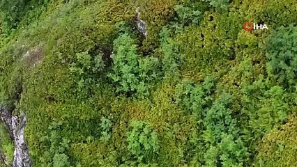 Rize'de koşturan boz ayı görüntülendi