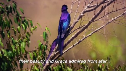 Zebras Back On The Menu