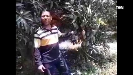 مانجو الإسماعيلية محلى وتصدير.. خير وفير وسعر رخيص