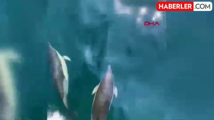 Beylikdüzü'nde Dalış Yapan Gruba Yunuslar Eşlik Etti