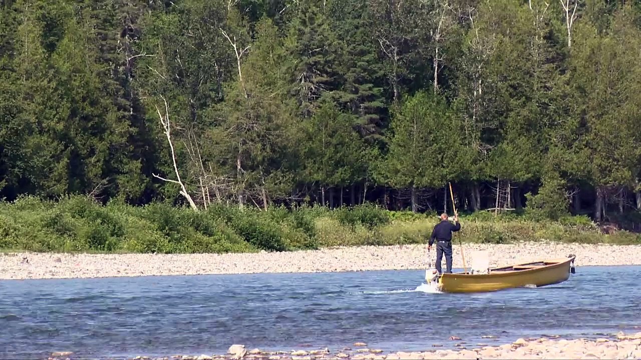 Montaison de saumon : gérer les prédateurs pour aider l’écosystème