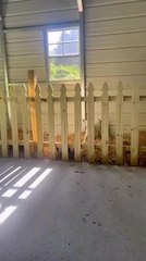 Nigerian Dwarf Goat Jumps Over Her Pen Fence