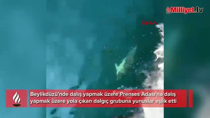 Beylikdüzü'nde yunuslar dalış ekibine eşlik etti