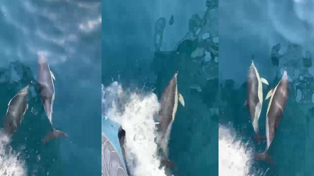 Beylikdüzü'nde yunuslar dalış ekibine eşlik etti