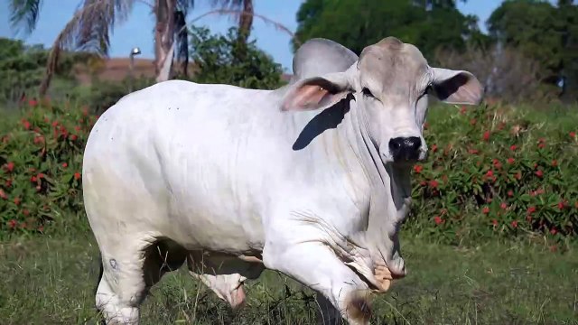 Mr W2R ROCKY 1524 > WRRB-1524