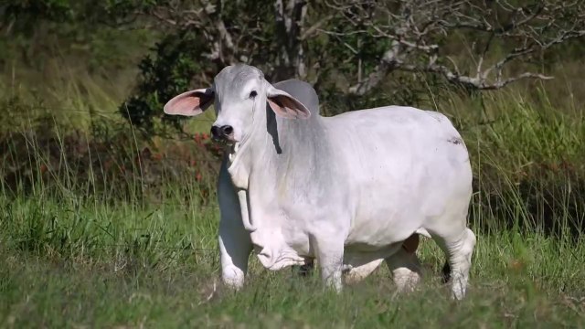 Mr W2R FUZIL 1557 > WRRB-1557