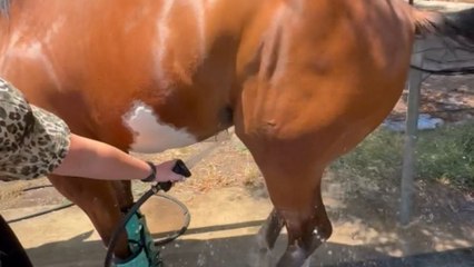 Horse turns into a ballerina mid-bath after water hits his no-no spot