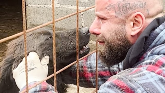 Guy Rescues Hundreds Of Dogs From City Shelters