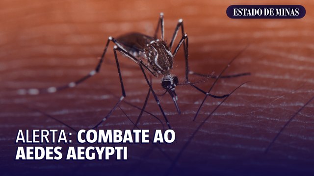 Alerta: combate ao Aedes aegypti