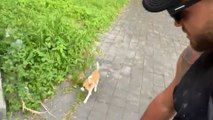 Tiny Puppy Follows Couple On Vacation