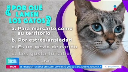 Día Internacional del Gato: Datos que tal vez no conocías