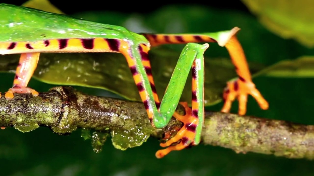 The biggest and most dangerous forest in the world where there is a type of snake that can kill a whole human being