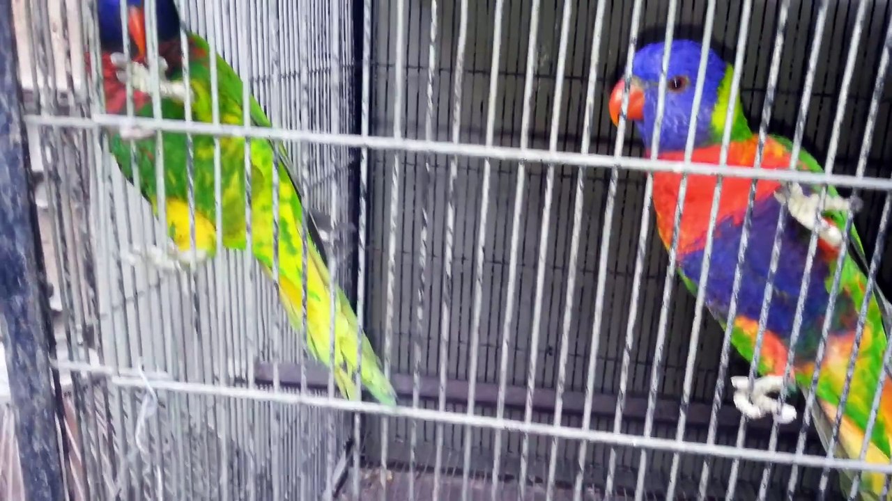 Blue & Gold Macaw - Triton Cockatoo - Amazon and Raw Parrot