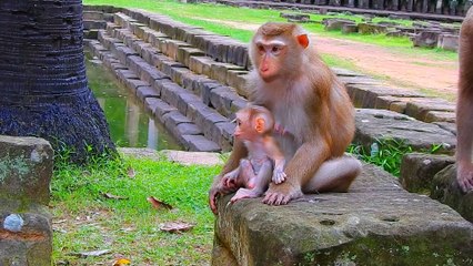 Adorable Baby Pig-Tailed Monkey