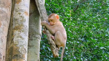Baby Monkey Pigtail Get Safe Food On Tree