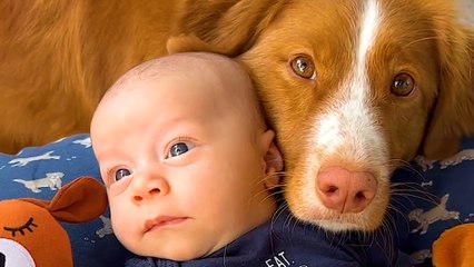 Dog Surprises Her Dad With Pregnancy Test