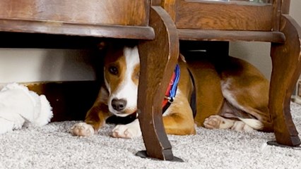 Couple Adopts A Puppy — And She's Scared Of Them