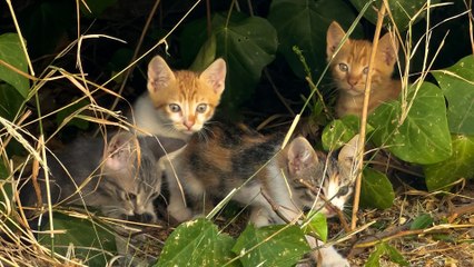 Discover the Secrets of the Cat Distribution System 🐱