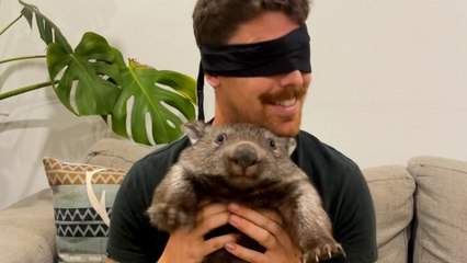 This Guy's Dad To 3 Baby Wombats
