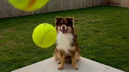 Parents Surprise Their Apartment Dog With His Own Backyard