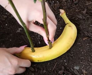 Bloom booster hacks for your flowers!