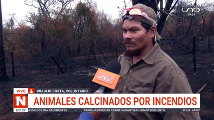 Animales calcinados por incendios