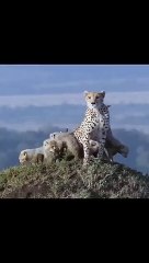 Cheetah protecting her cubs against a Lion