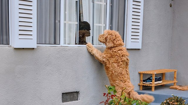 Neighbor's Dog Knocks On Door Everyday To Play With Her BFF