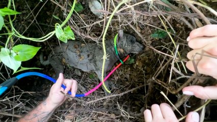 Couple On Vacation Finds Dog Paralyzed Under Tangled Vines