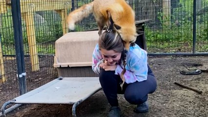 Woman Cares For 70 Animals At Sanctuary