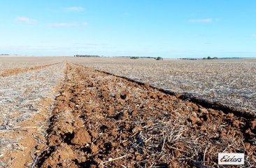 Maitland farm block | August 9, 2024 | Farmonline