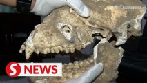 Well-preserved giant panda fossil unearthed in China's Shaanxi Province