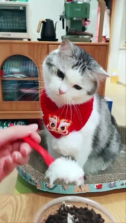 Funny cat video