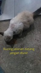 Street cats come, don't chase them away