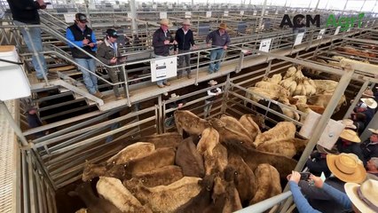 Tamworth store sale | August 9, 2024 | The Land