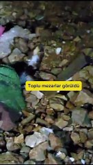 Bir ilde daha köpek katliamı iddiası
