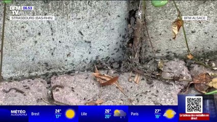 La fourmi envahit l'Alsace, s'attaquant aux fruits et légumes des jardiniers en herbe