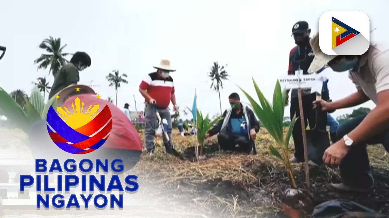 Panayam kay PCA - Trade and Market Development Department Manager Rosella Villaruel kaugnay sa nationwide planting at replanting