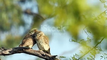 istockphoto-1305493238-640_adpp_is